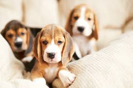 Stunning tri colour beagle puppies for adoption for sale. 4 Things To Know About Beagle Puppies Greenfield Puppies