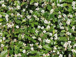 Im juni zierliche weisse hochblätter, danach oft rote beeren. Zwergmispel Kriechmispel Streibs Findling Cotoneaster Microphyllus Streibs Findling Baumschule Horstmann