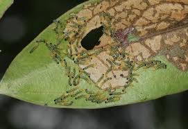 Image result for Chloris diluta