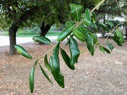 The leaves are usually narrow to a long oval and are stiff. Quercus Virginiana Southern Live Oak Trees Of Stanford Environs