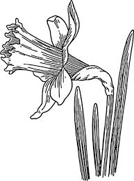 Free printable daffodil coloring pages. Daffodil Coloring Pages Best Coloring Pages For Kids