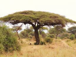 Umbrella Thorn Acacia Tortilis Feedipedia Tree Acacia Acacia Tree