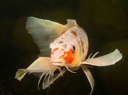 Butterfly Koi Basic Facts To Know Aquascape Inc
