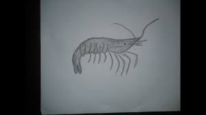 Gambar lukis cerita rakyat yang mudah digambar. 94 Cara Melukis Udang Kartun Terbaru Cikimm Com