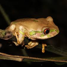 Image result for Moraea natalensis