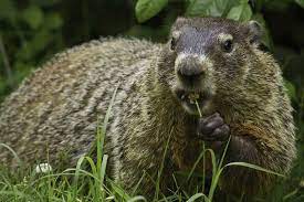 These round creatures look like little bears when they stand up on their hind legs. 8 Common Animals That Eat Tomato Plants Wildlife Informer