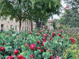 Image result for Callistemon