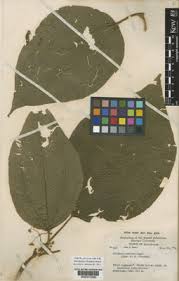 Image result for Vernonia luembensis