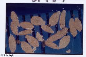 Dipylidium caninum is a common tapeworm of dogs and cats, but is occasionally found in humans. Dipylidium Caninum Pathology 2 16 Jpg