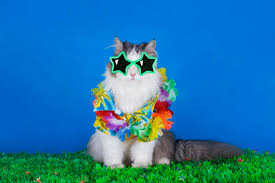 Product titlemen's hawaiian shirt aloha shirt s palm leaves in na. Cat Hawaiian Shirt Photos Free Royalty Free Stock Photos From Dreamstime