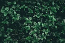 Find the best aesthetic wallpapers on wallpapertag. Green Aesthetic Computer Wallpapers Wallpaper Cave