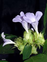 Image result for Barleria setosa