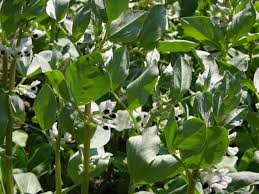 Image result for Vicia faba