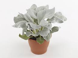 Image result for Senecio greenwayi