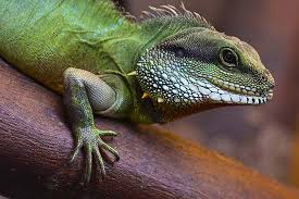 Reptiliendoktor Uv Lampen Regelmassig Austauschen