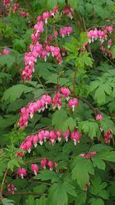 Dicentra Spectabilis Flowers Perennials Shade Plants Deer Resistant Plants