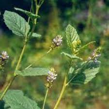 Image result for Psoralea glabra