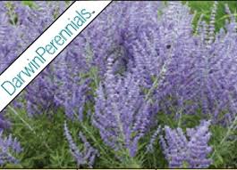Image result for Perovskia atriplicifolia lacey blue photo