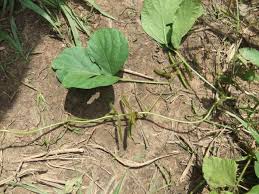 Image result for Calopogonium mucunoides