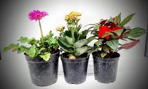 While it's hard to beat the beauty and simplicity of flowers, plants also make amazing gifts. Buy Flowering Plants Online Flowering Plants Gift