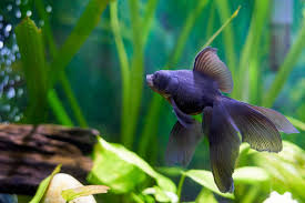 Stay updated about 4 foot aquarium for sale. What About Wall Mounted Fish Tanks Ratemyfishtank Com