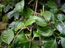 Image result for Gnetaceae