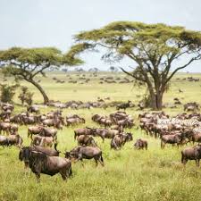 Wildlife, beaches, friendly people, fascinating cultures, serengeti, ngorongoro, mt kilimanjaro, zanzibar archipelago. Tanzania Nature Tours Home Facebook