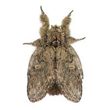 Image result for Peridea anceps