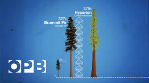 Their branches are dense and slightly upturned. How Douglas Fir Trees Shaped The Northwest Youtube
