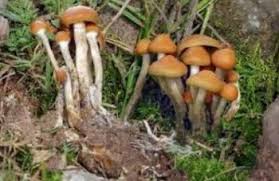 Maybe you would like to learn more about one of these? Intossicazione Da Funghi Come Riconoscerla E Cosa Fare Aostaoggi It