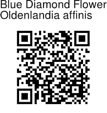 Image result for Oldenlandia affinis