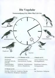 Die Vogeluhr Vogeluhr Vogel Im Garten Einheimische Vogel