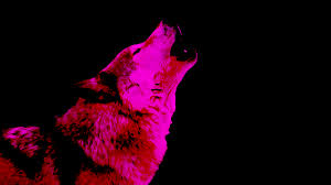 If you're in search of the best wolf wallpapers for desktop, you've come to the right place. Wolf Wallpaper Pink Midnight By Xhuskie On Deviantart