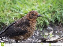 151 Baby Blackbird Fledgling Photos Free Royalty Free Stock Photos From Dreamstime