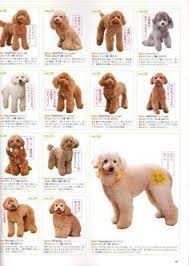 Mini Goldendoodle Size Chart Goldenacresdogs Com