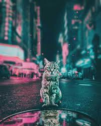 Pin By Larousseblanche On صور متنوعۃ Animals Aesthetic Wallpapers Wallpapers Vintage
