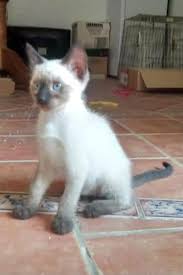 .about the siamese cat rescue center, a wonderful organization that has saved literally thousands of siamese cats! Siamese Archives Valle Verde Animal Rescue