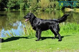 3.7 out of 5 stars 14. Tobalie Flat Coated Retriever