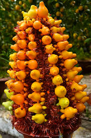 Image result for Solanum mammosum