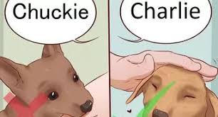 My dog is almost three and recently he has started pooping in the same spot some time during the night after his last walk, why? 3 Ways To Discourage Dogs From Pooping In Your Garden Wikihow