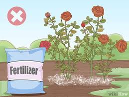 If winter comes, can spring be far behind? Simple Ways To Trim Rose Bushes In Fall 13 Steps With Pictures