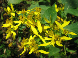 Same day delivery, western union, wedding flowers, gift card mall, starbucks cafe, driveup & go™, bitcoin. The Wilds Of Prince Frederick The Natural History Log