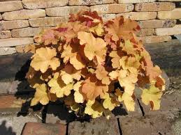 楽天市場 花苗 ヒューケラ キャラメル 2 5号 大型葉 オレンジ系 お届け中 Heuchera Caramel 常緑多年草 花苗 シェイドガーデン カラーリーフ ガーデニング 花 苗 ガーデン 花壇 鉢植え 寄せ植え ユキノシタ科 日陰植物 ツボサンゴ ハッピーガーデン