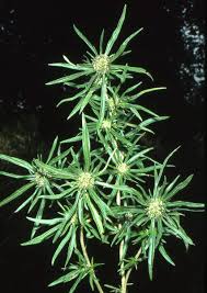 Image result for Spermacoce radiata