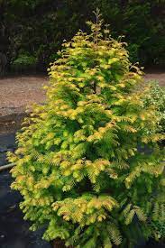 Maybe you would like to learn more about one of these? Buy Amber Glow Dawn Redwood Tree For Sale Free Shipping 3 Gallon Pot Size Metasequoia Glyptostroboides From Wilson Bros Gardens