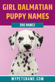 Hunting dogs are sincere, affectionate, and loyal. Girl Dalmatian Names In 2021 Girl Pet Names Puppy Names Cute Girl Names