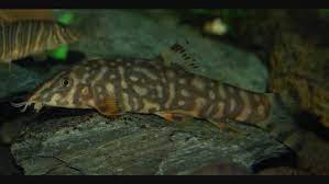 Botia Rostrata Fish Tropical Fish Aquarium Fish