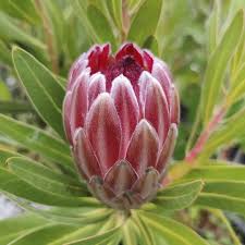 Image result for Ipomoea protea