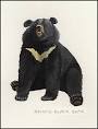 Image result for 4 bears from Japan