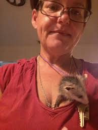 Opossum release and rehabilitation guidelines